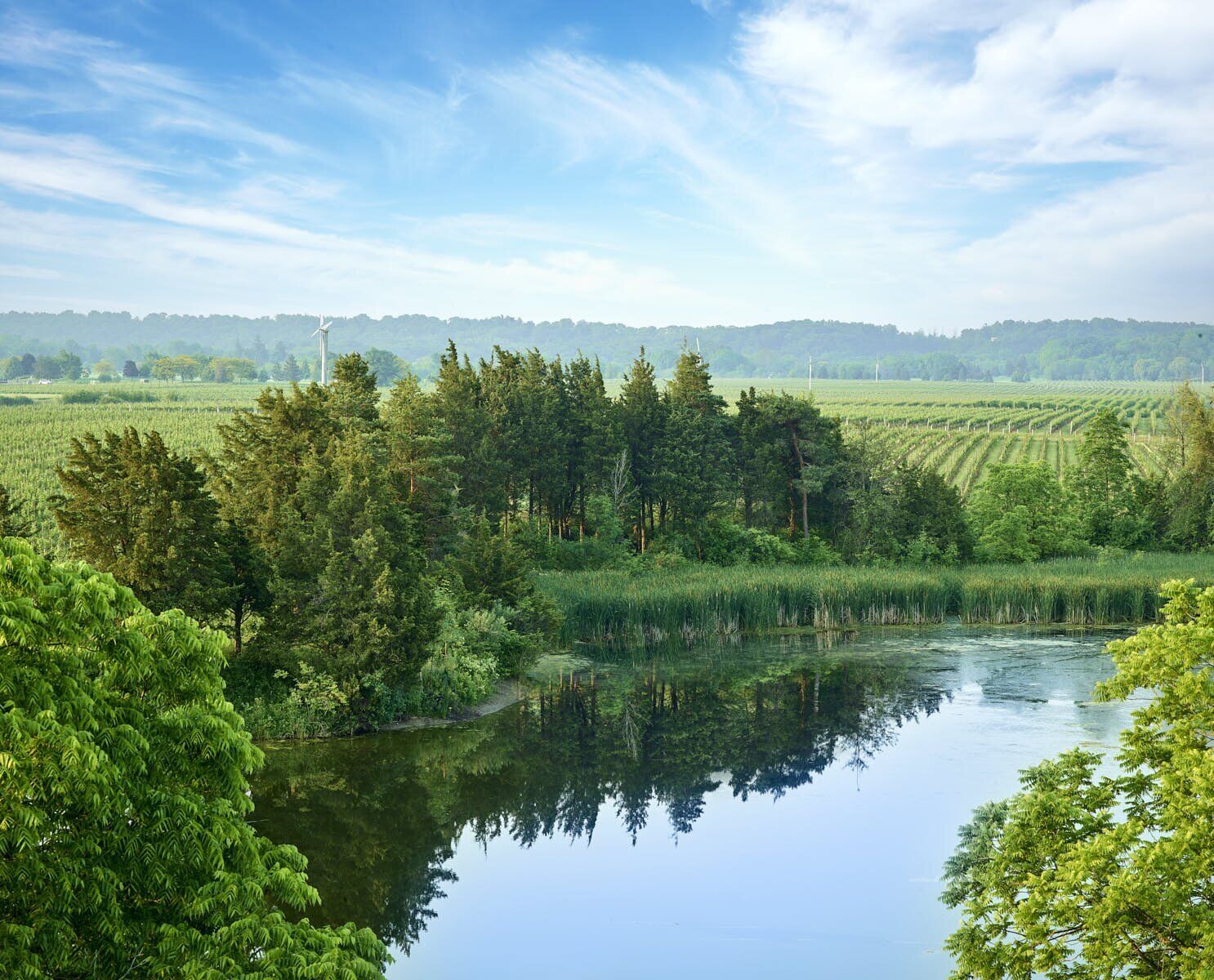 Dobbin pond and vineyards.jpg